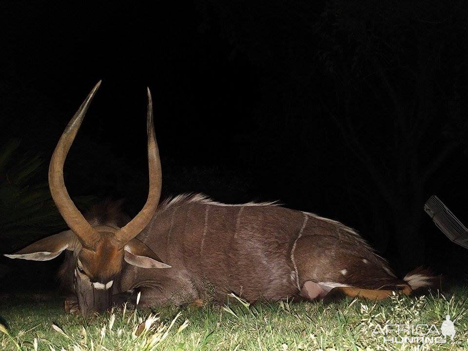 Hunting Nyala South Africa