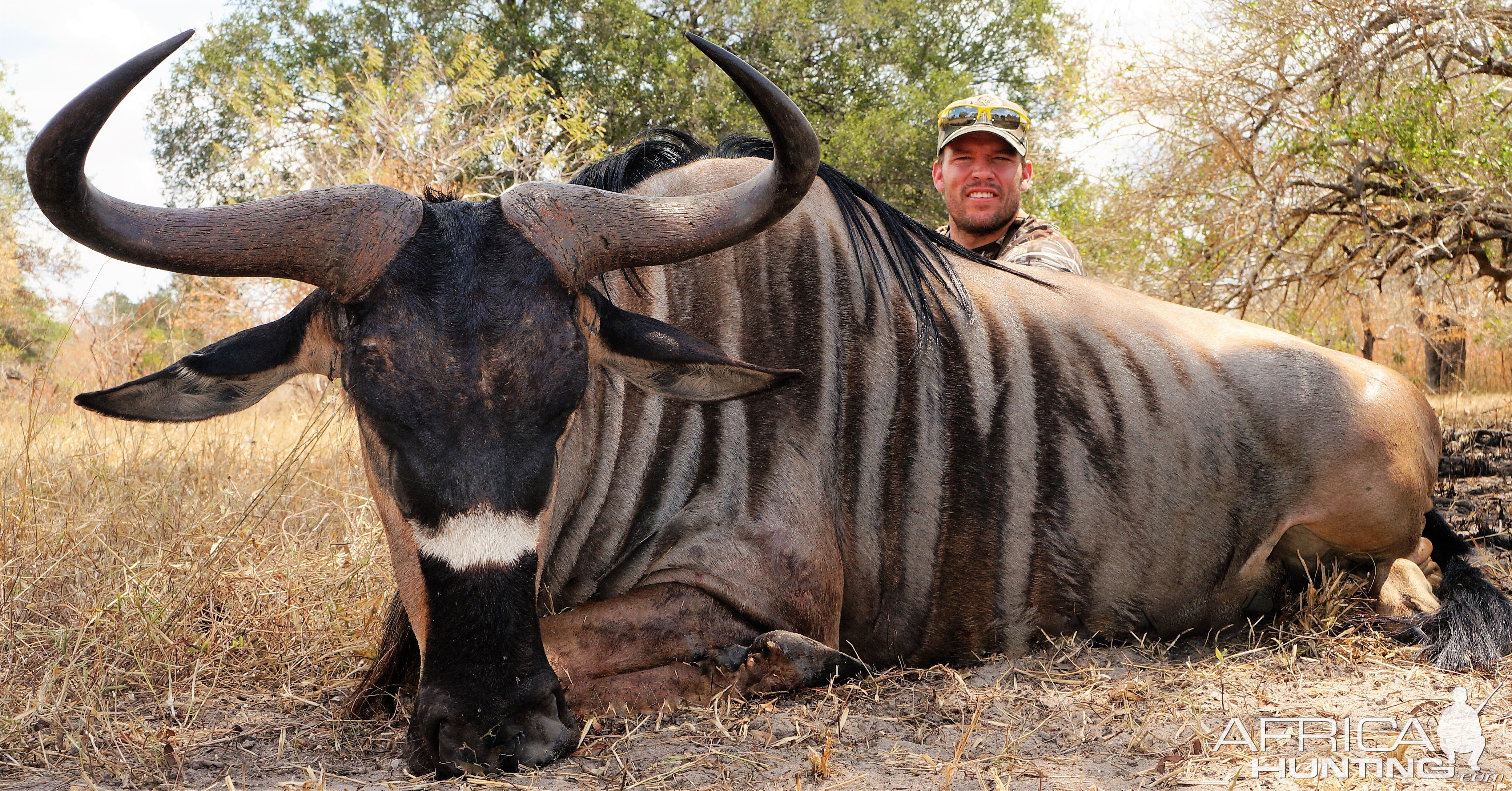 Hunting Nyasa Wildebeest Selous Tanzania