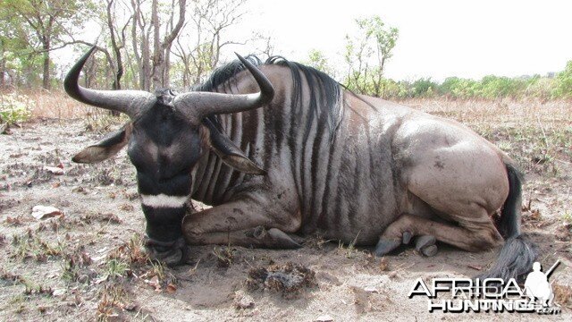 Hunting Nyasaland Gnu Tanzania