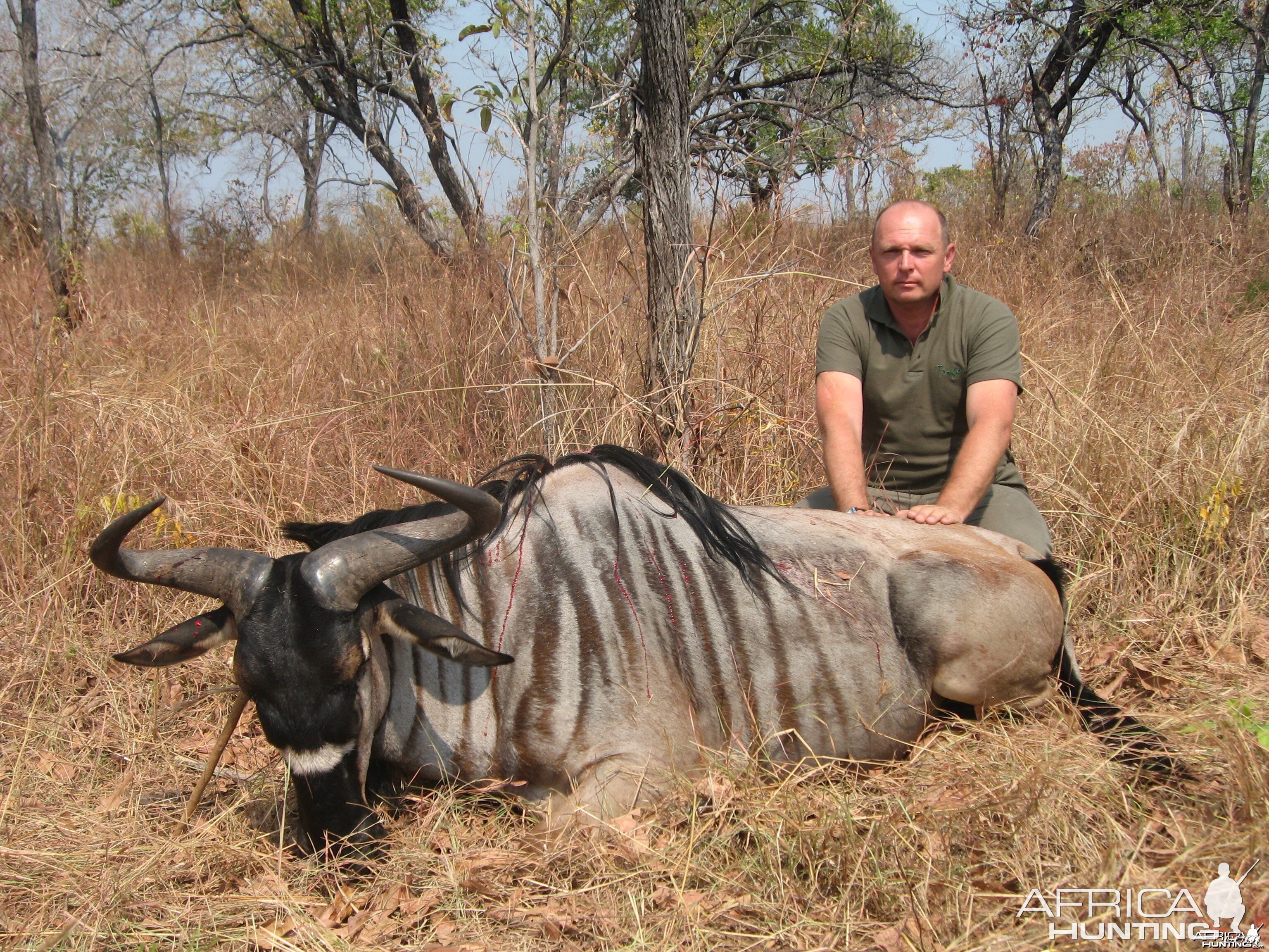 Hunting Nyasaland Wildebeest in Tanzania