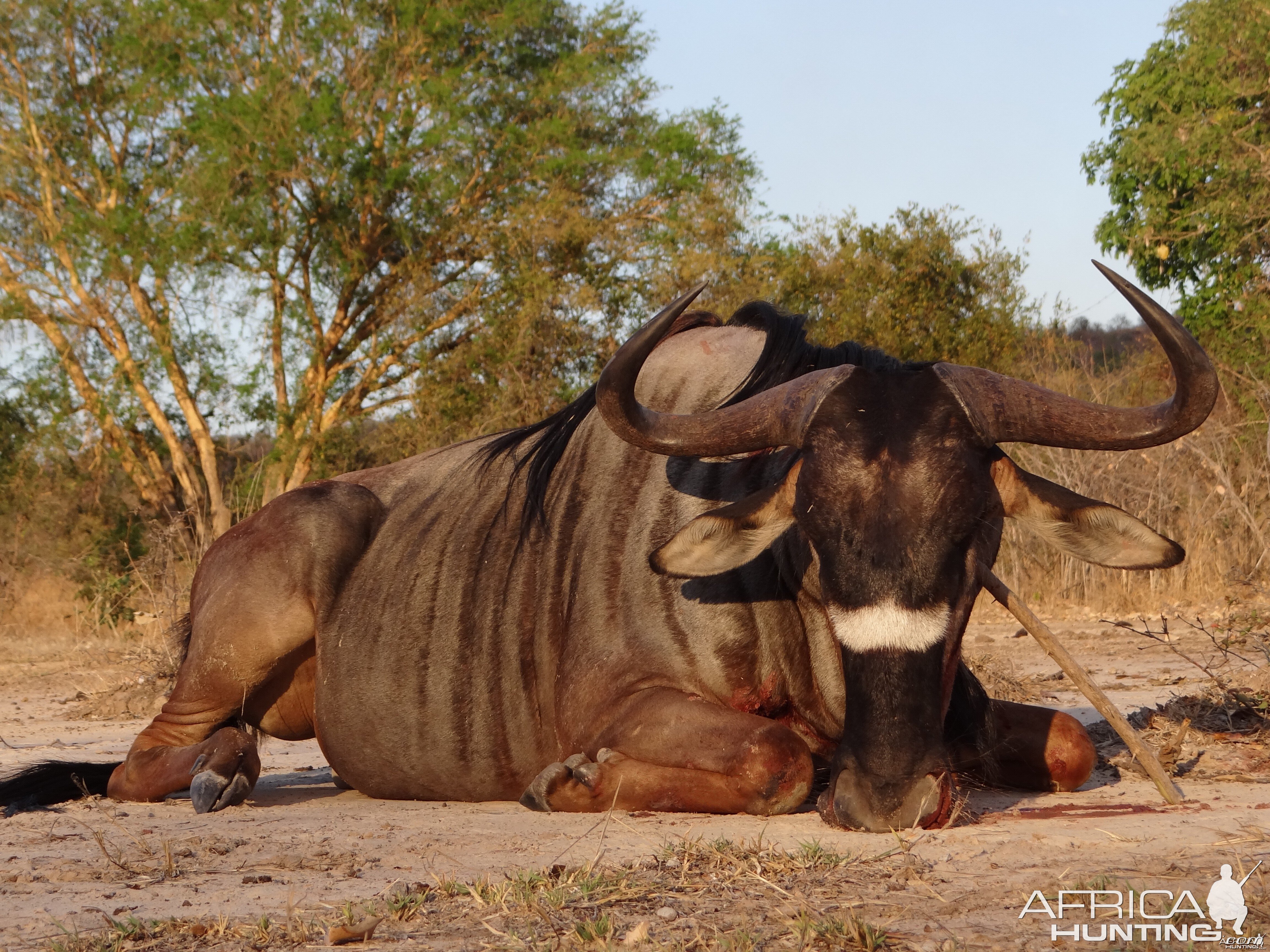 Hunting Nyasaland Wildebeest