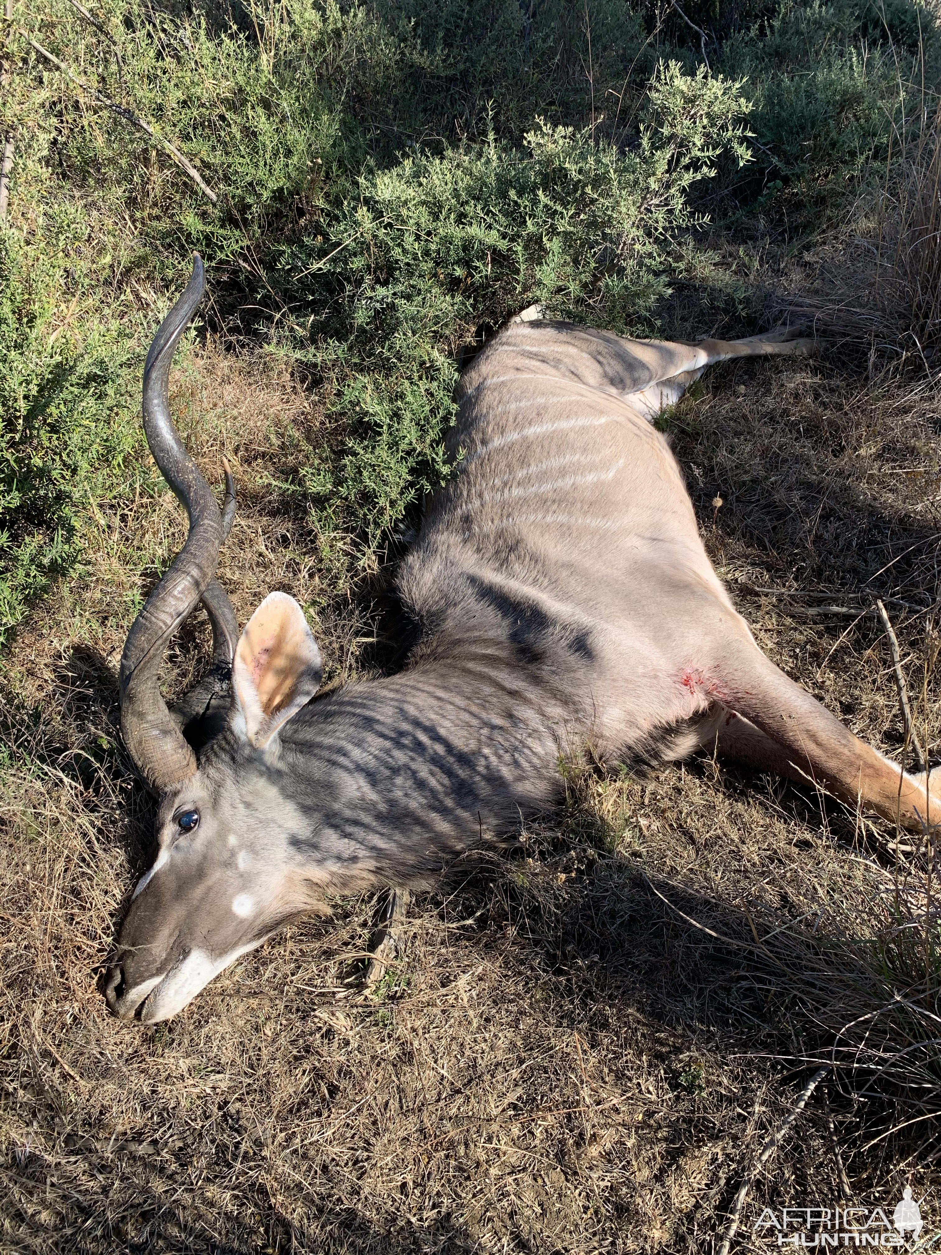 Hunting Old Kudu Bull South Africa