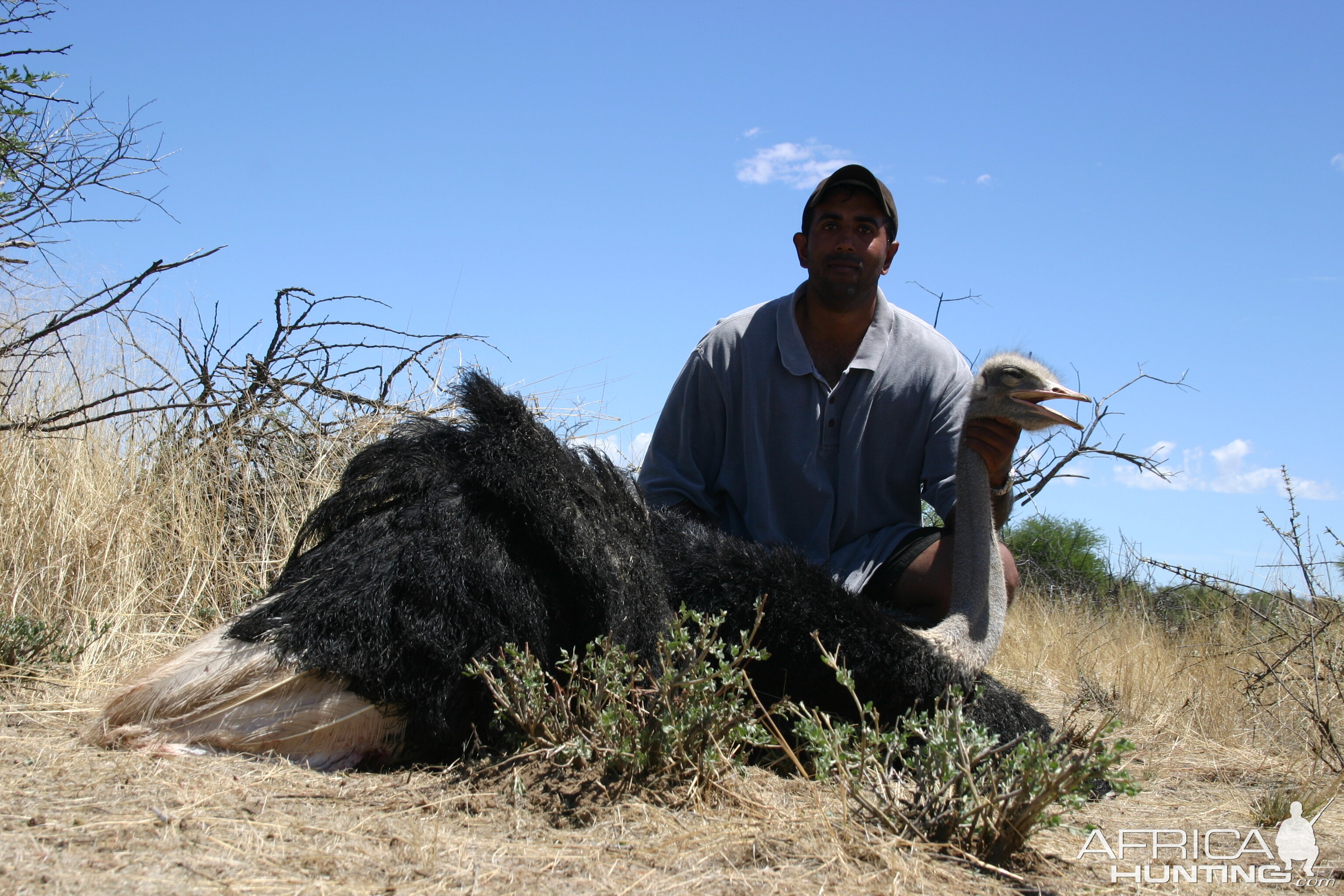 Hunting Ostrich in Namibia