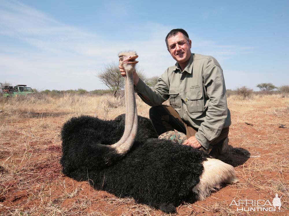 Hunting Ostrich South Africa