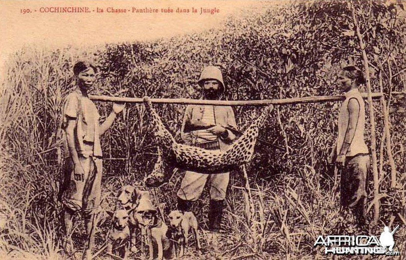 Hunting Panther with dogs