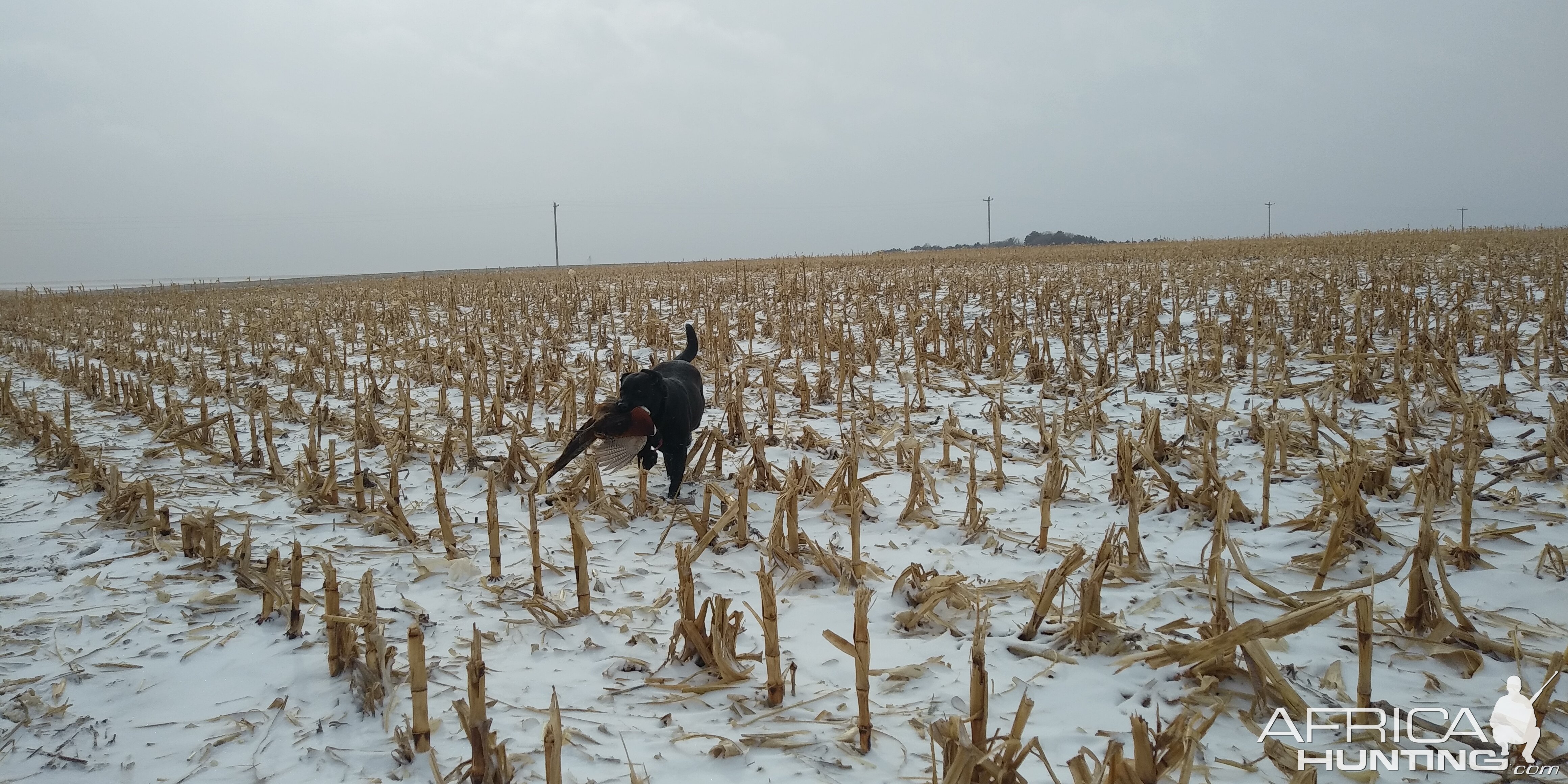 Hunting Pheasant in Kansas USA