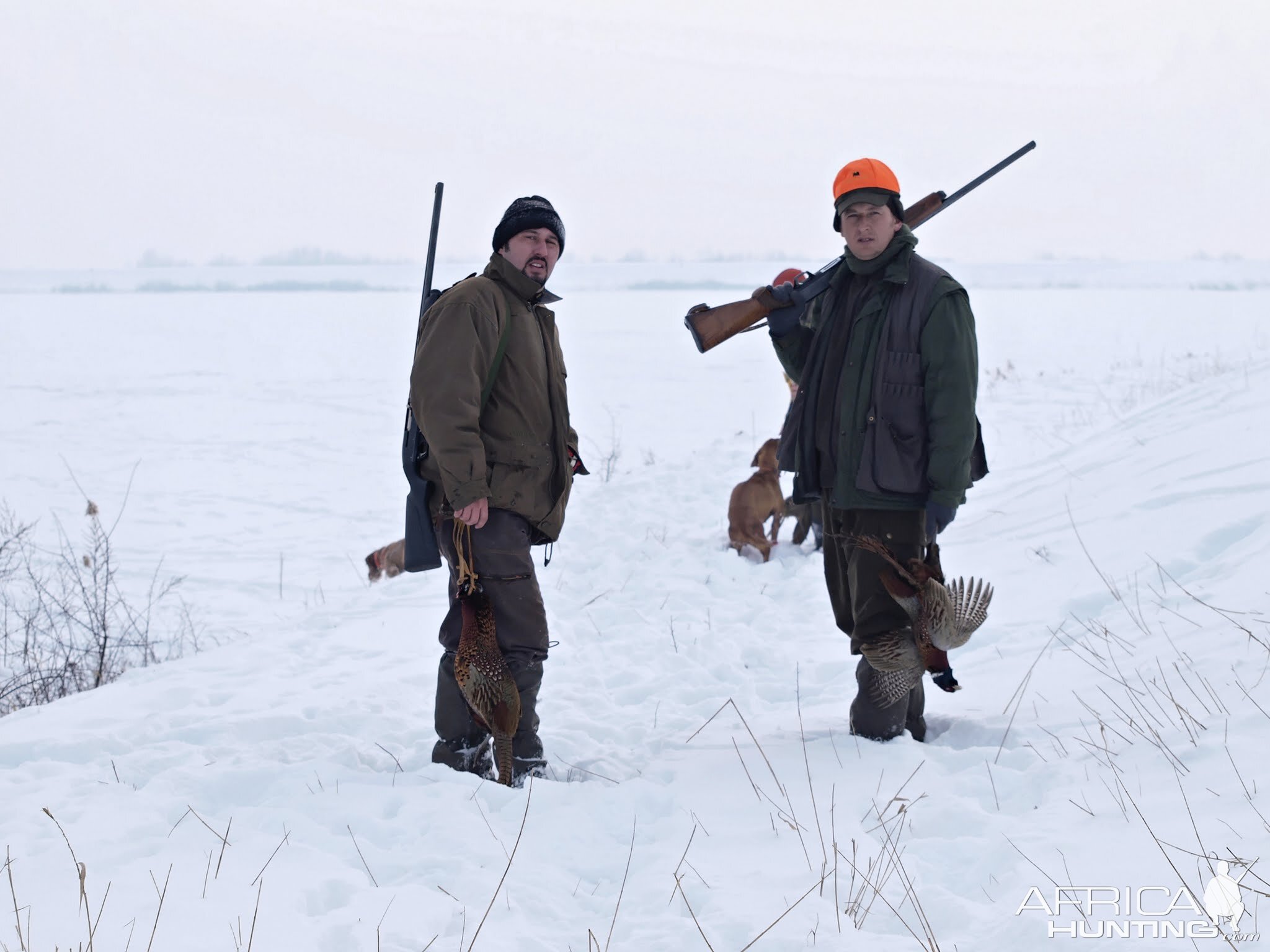 Hunting Pheasant Romania