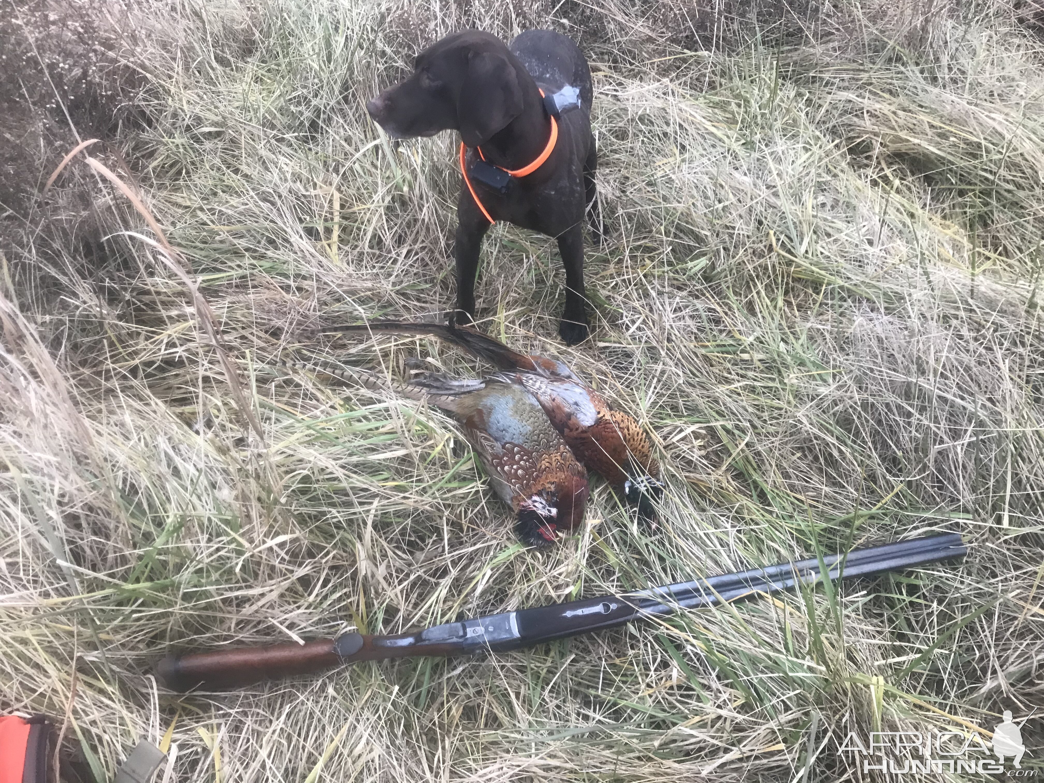 Hunting Pheasant