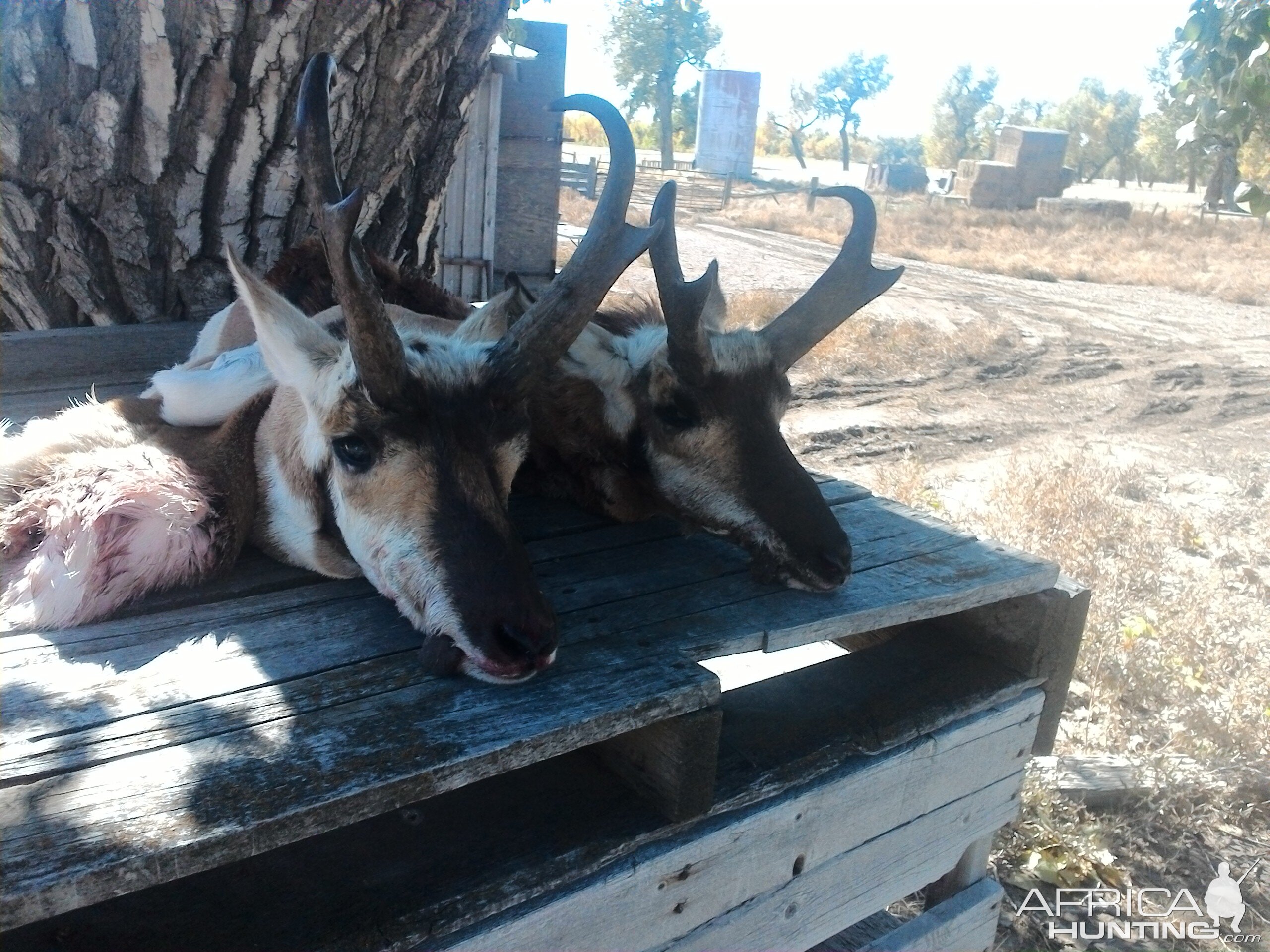 Hunting Pronghorn