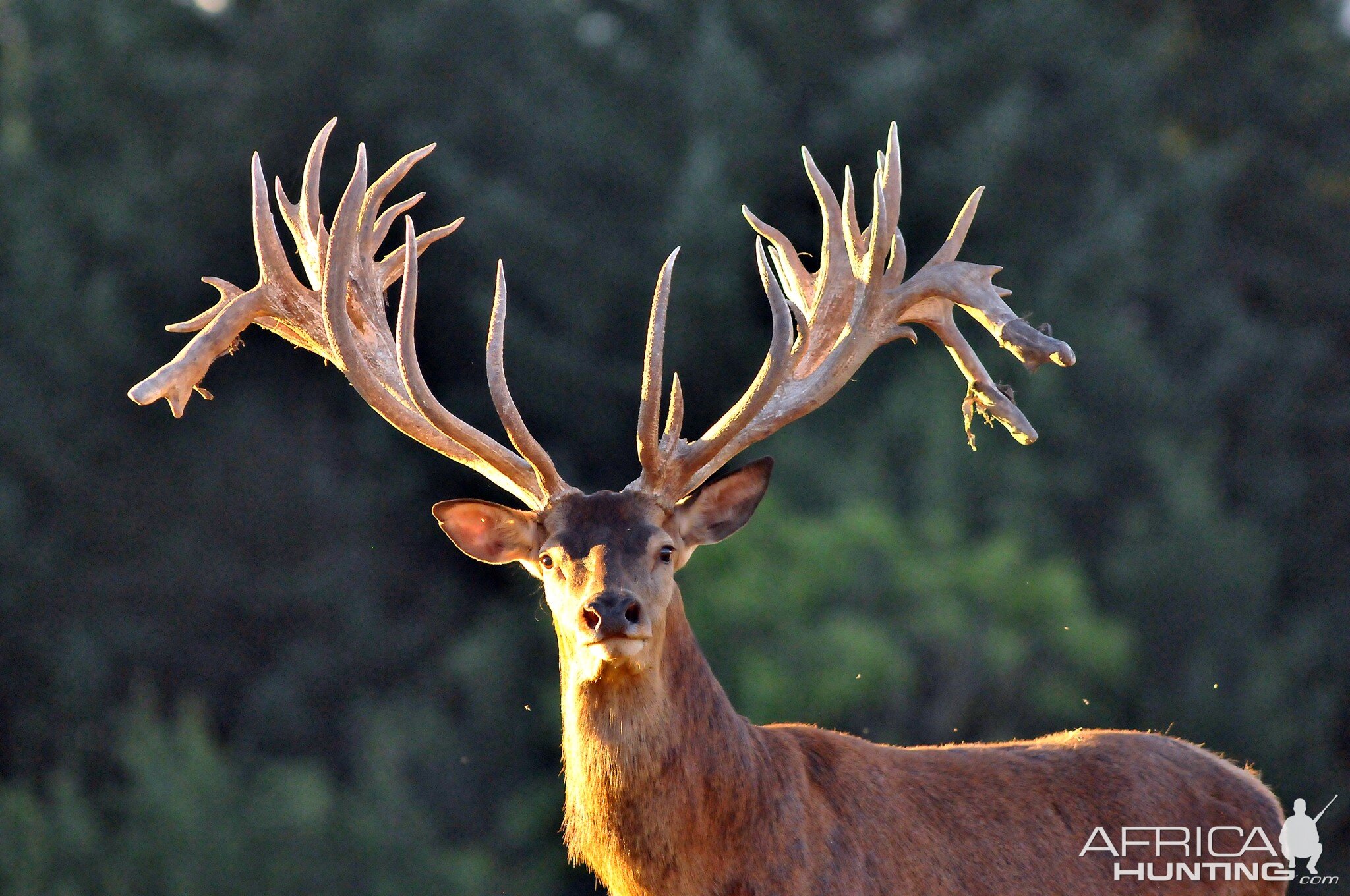 Hunting Red Deer France