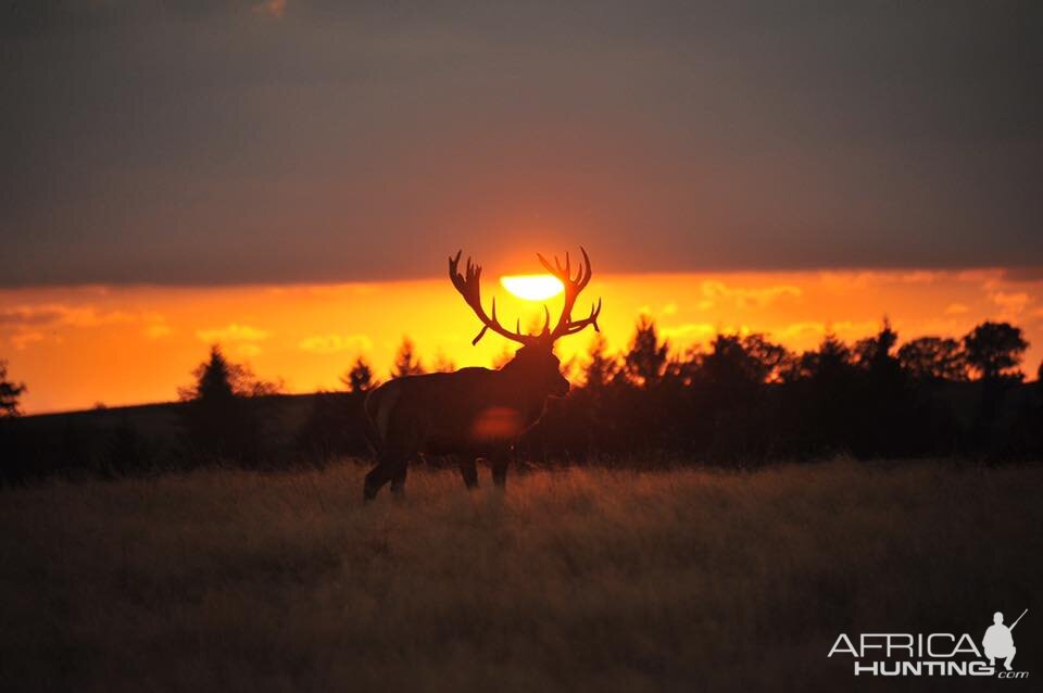 Hunting Red Deer in France