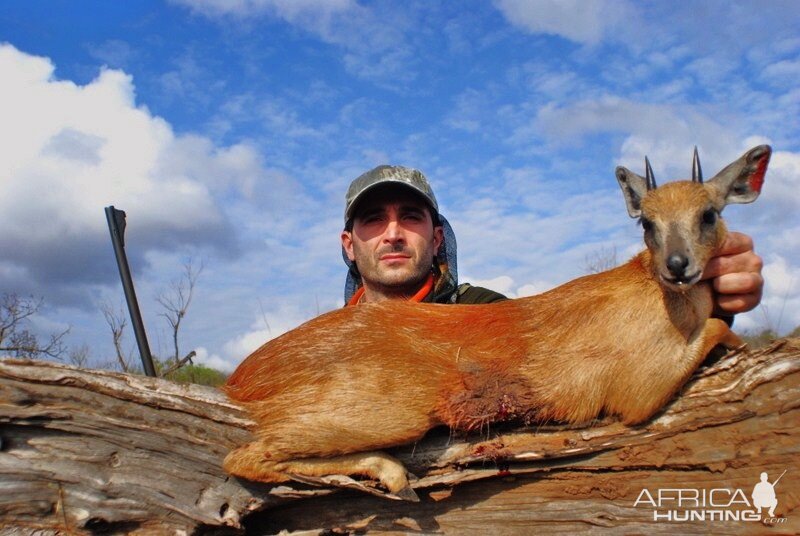 Hunting Red Duiker