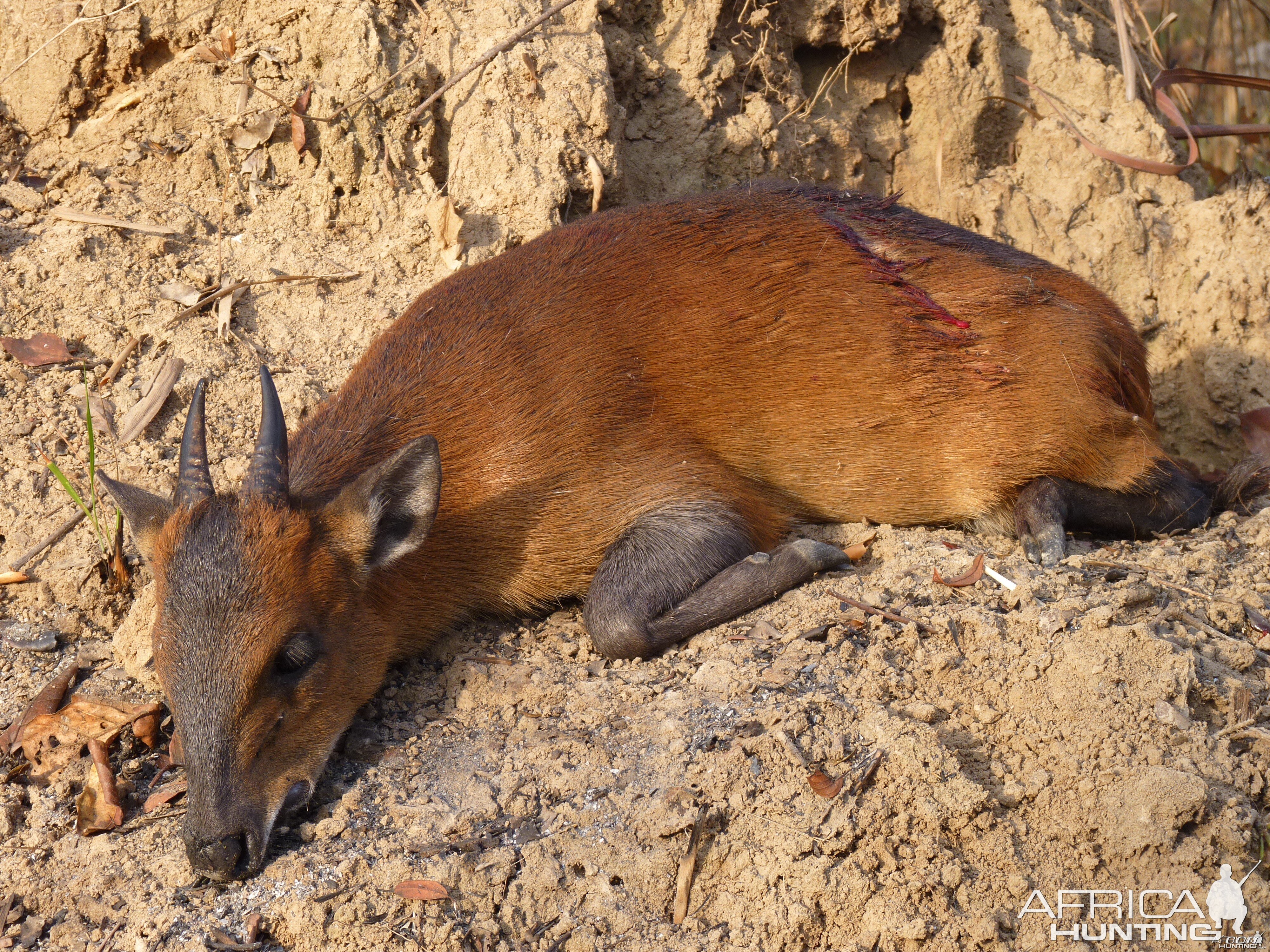 Hunting Red Flanked Duiker in Central African Republic