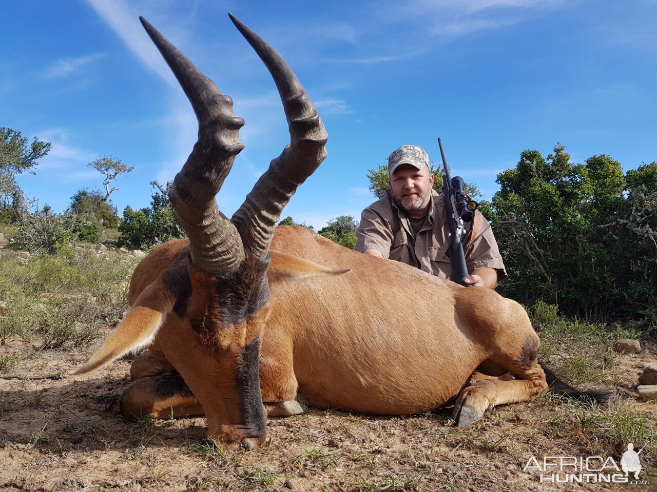 Hunting Red Hartebeest in South Africa