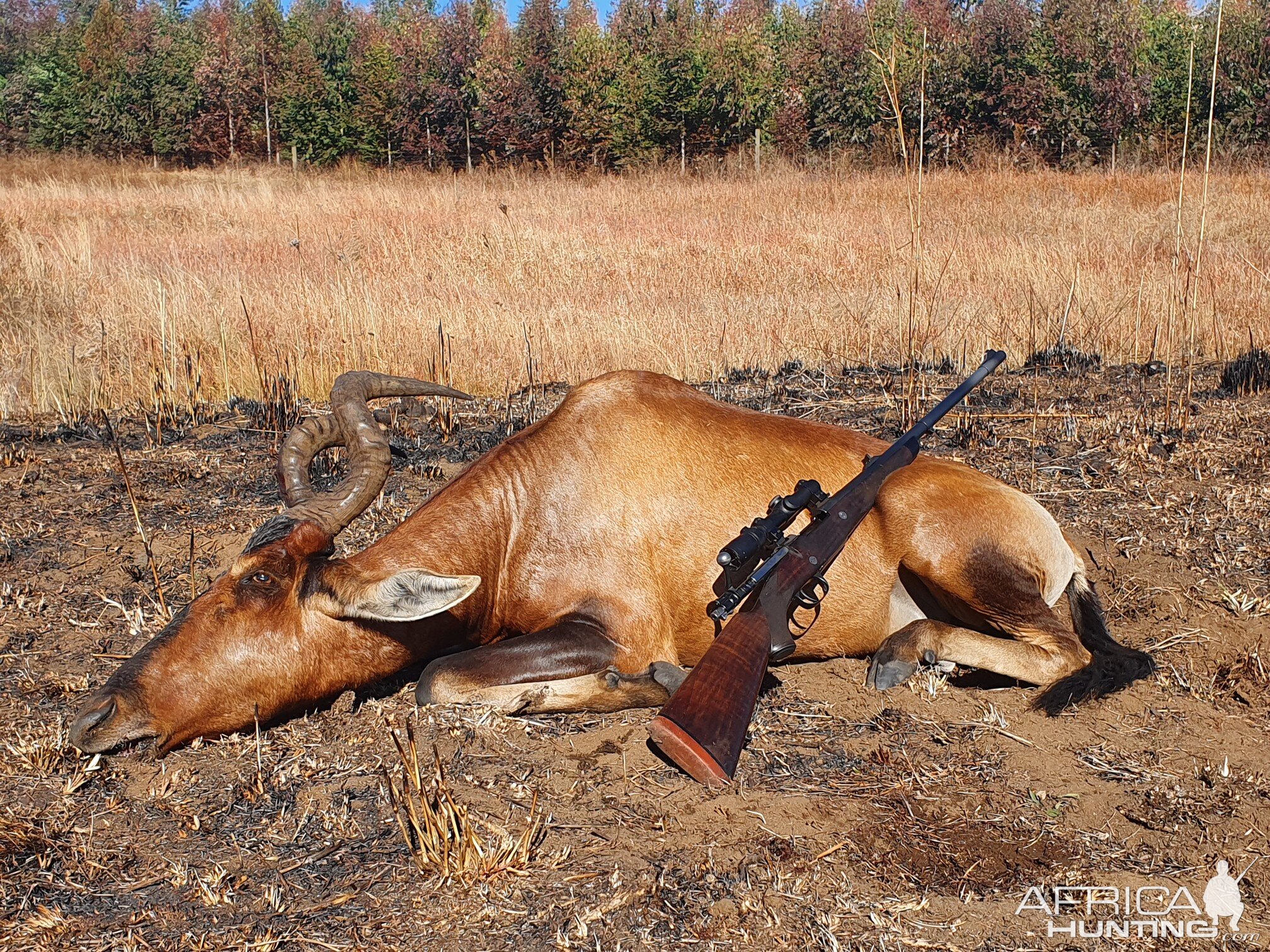 Hunting Red Hartebeest in South Africa