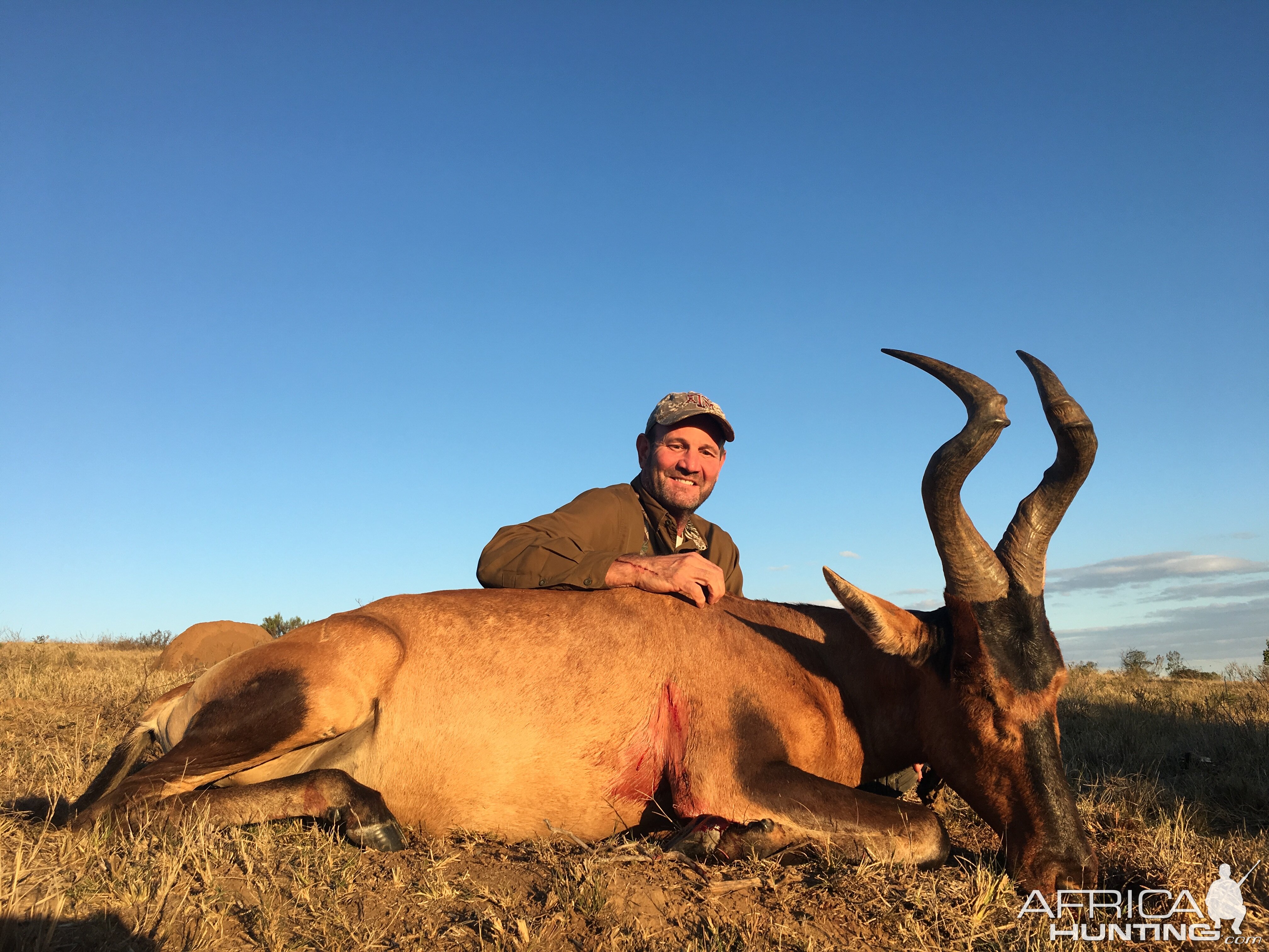 Hunting Red Hartebeest in South Africa