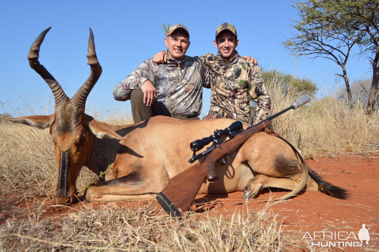 Hunting Red Hartebeest in South Africa