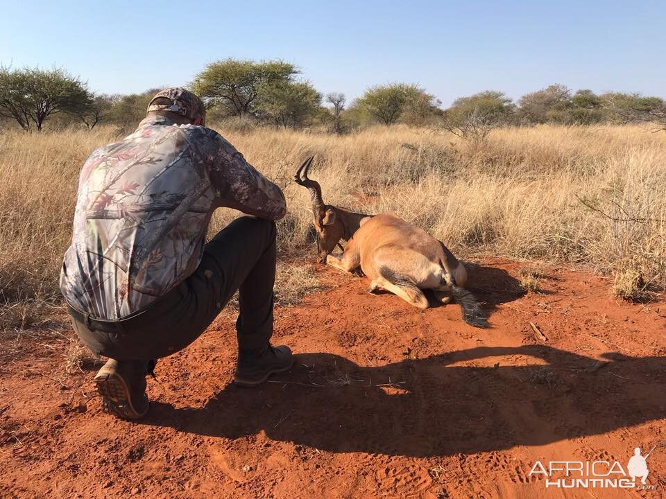 Hunting Red Hartebeest in South Africa