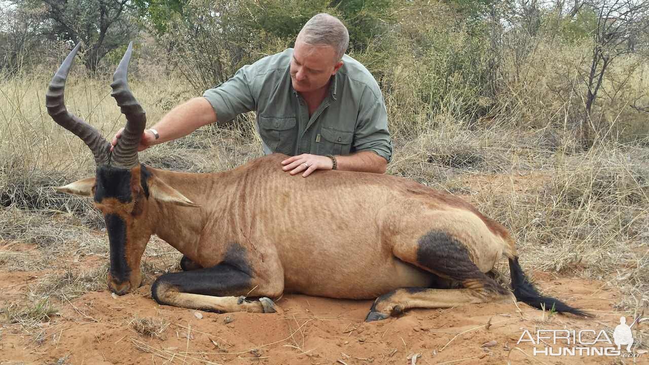 Hunting Red Hartebeest in South Africa