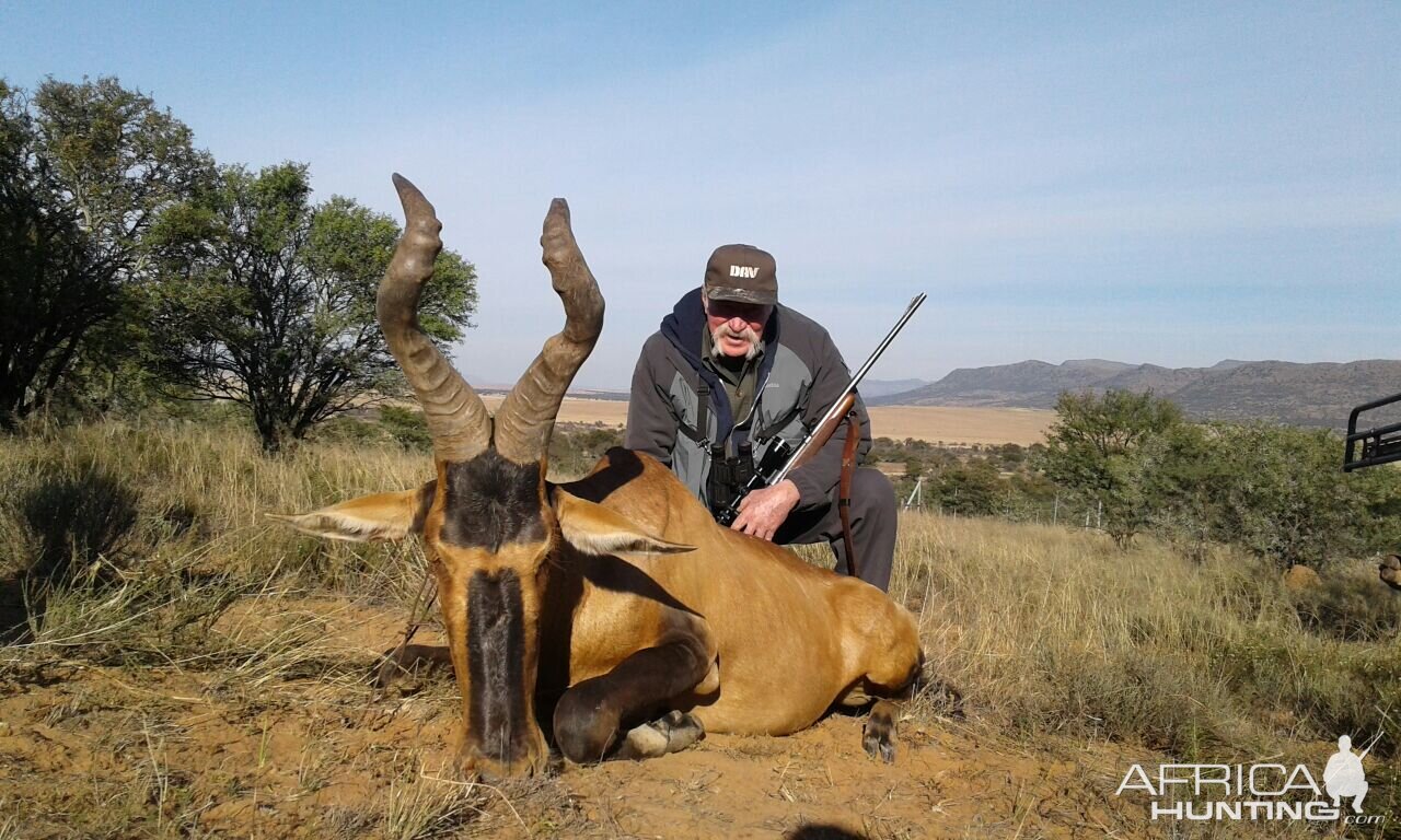 Hunting Red Hartebeest in South Africa