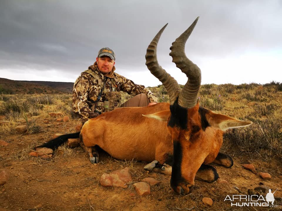 Hunting Red Hartebeest in South Africa