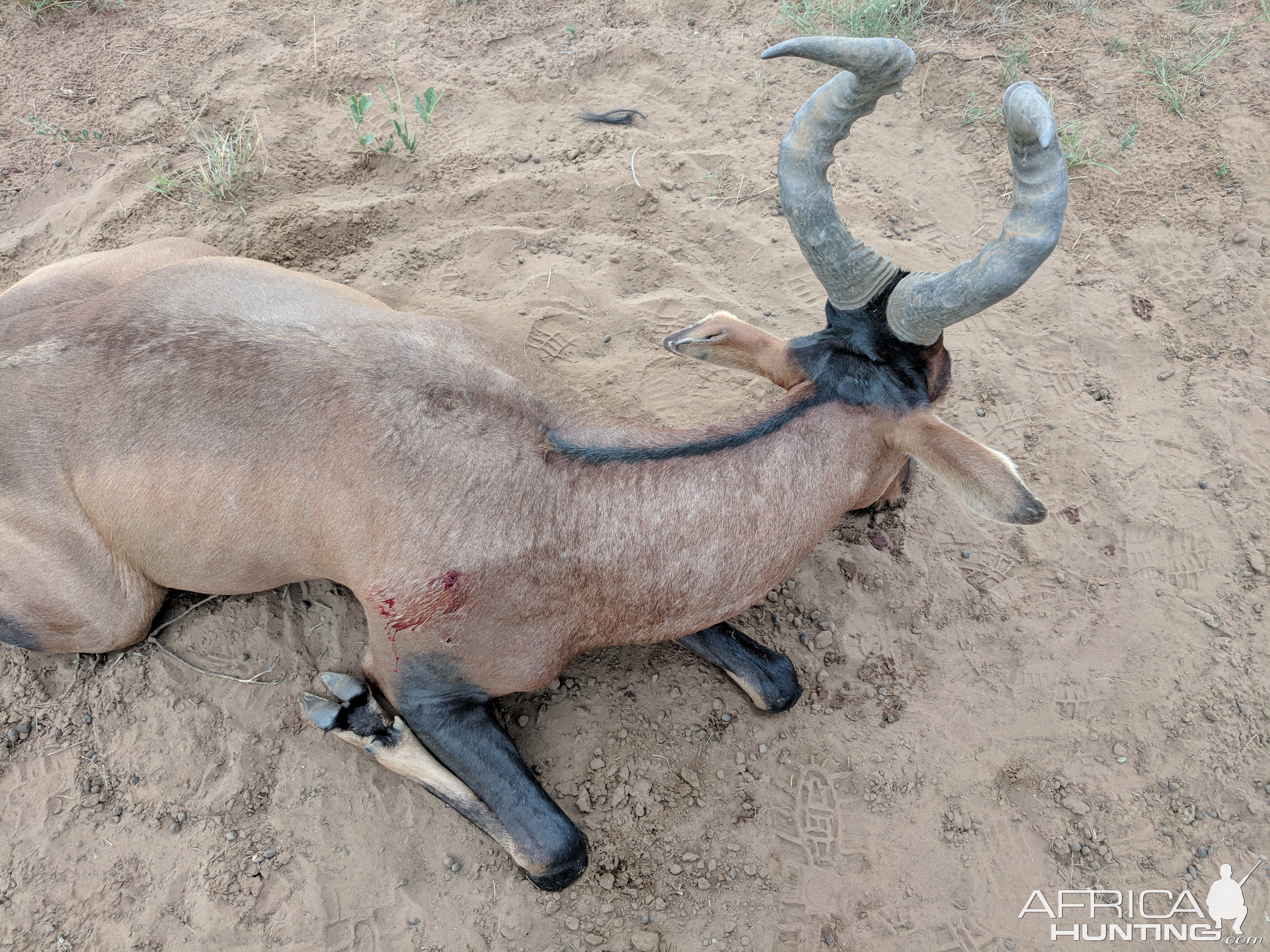 Hunting Red Hartebeest Namibia