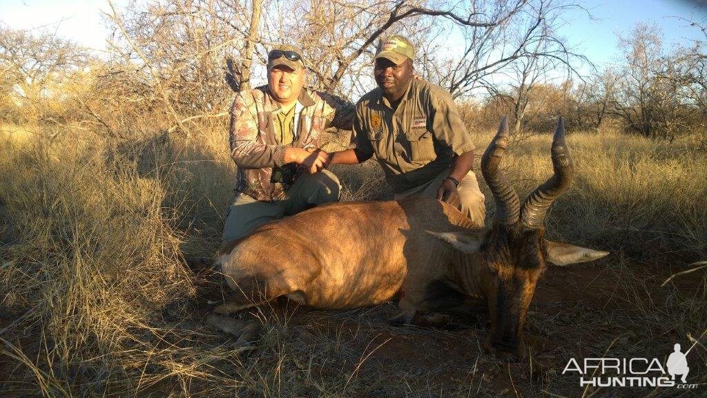 Hunting Red Hartebeest South Africa