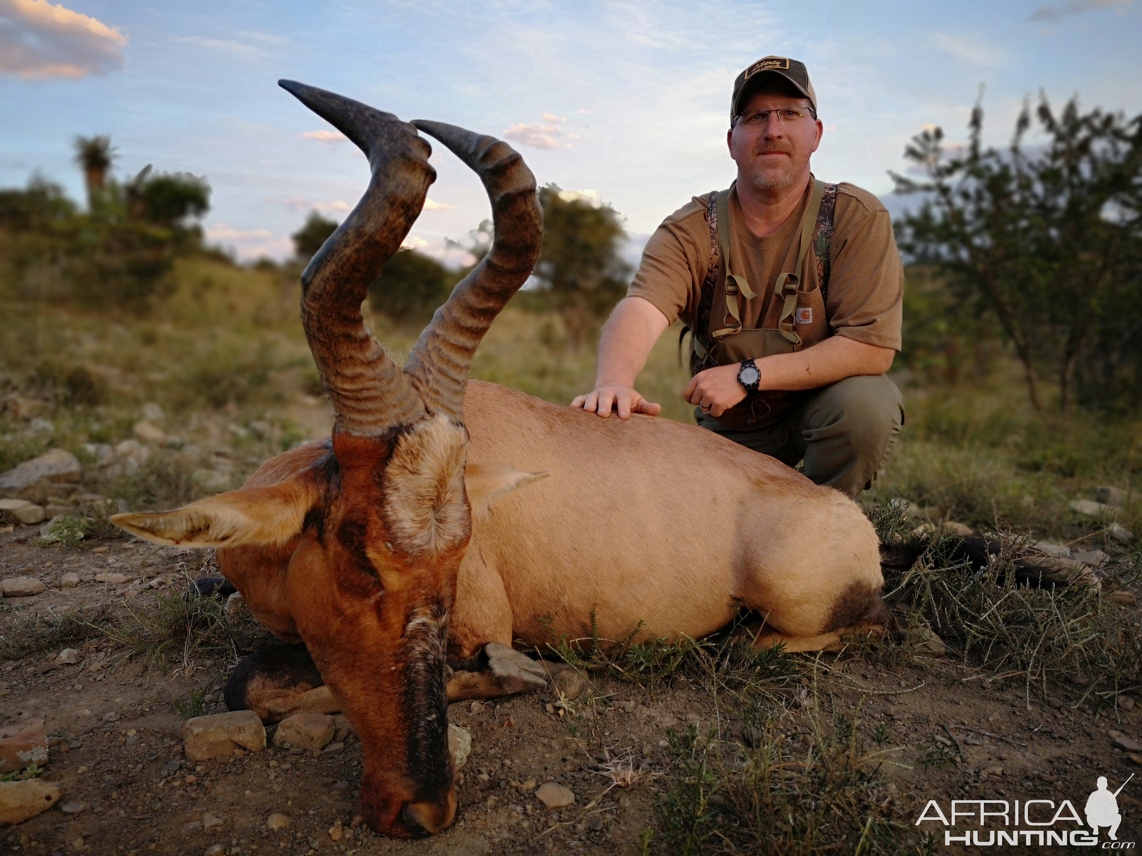 Hunting Red Hartebeest South Africa