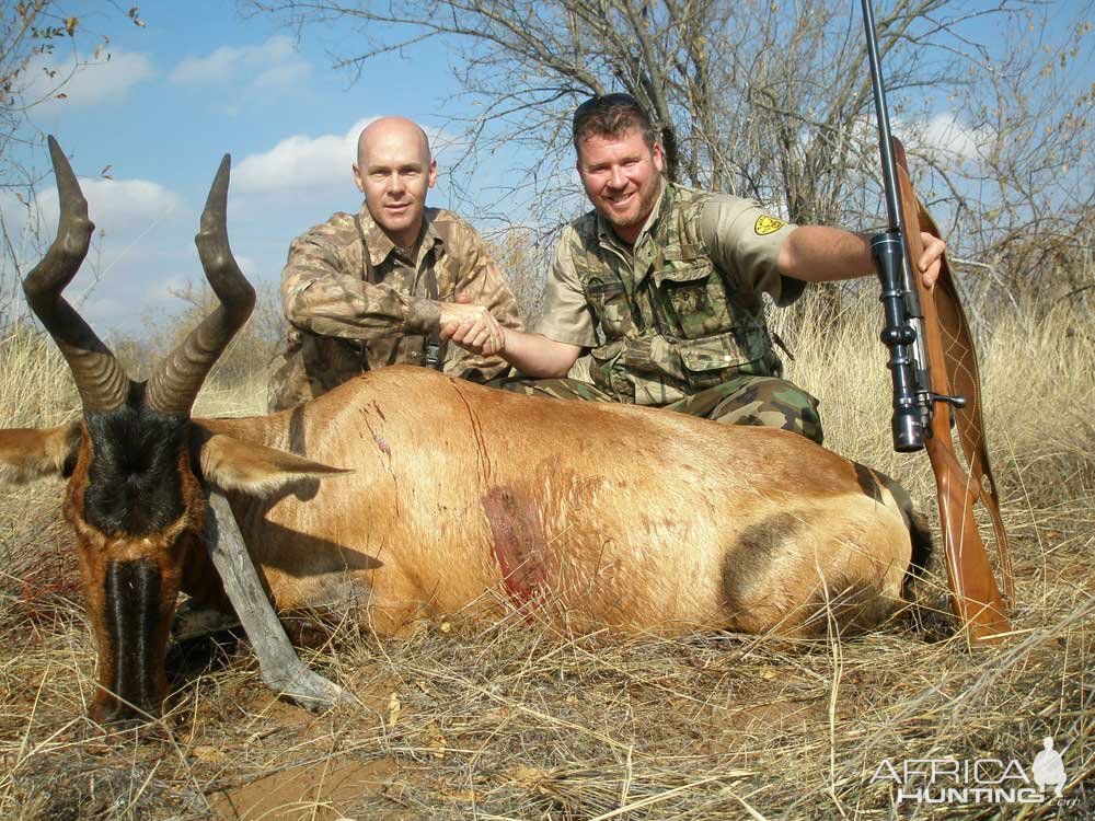 Hunting Red Hartebeest South Africa