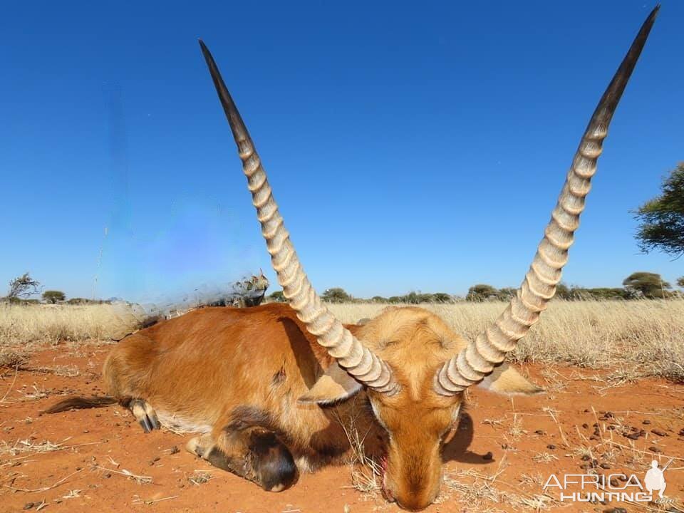 Hunting Red Lechwe in South Africa