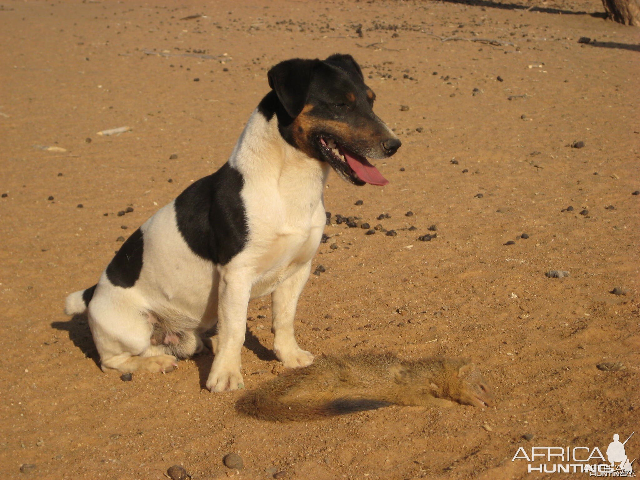 Hunting Red Mangoose in Namibia