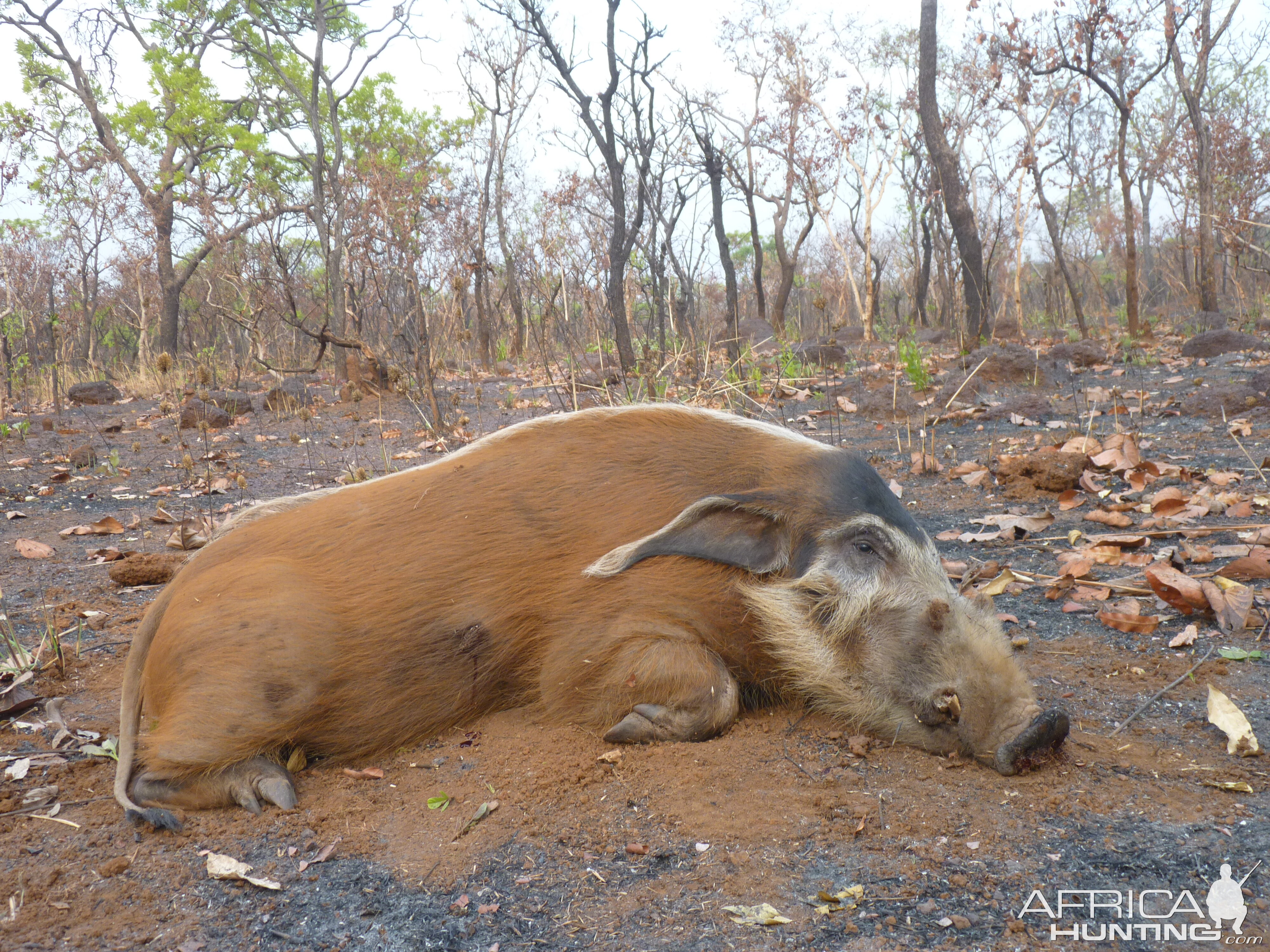 Hunting Red River Hog in Central African Republic