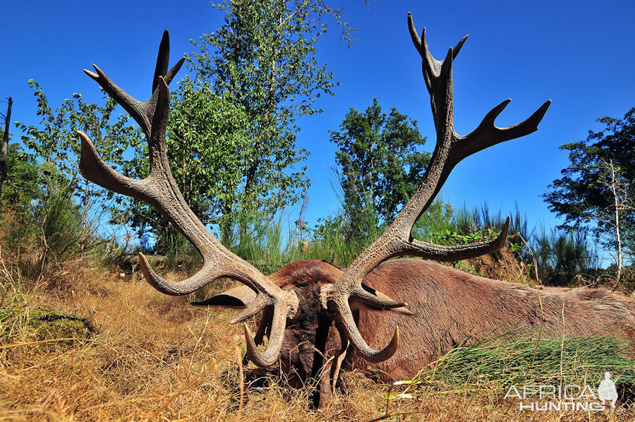 Hunting Red Stag France