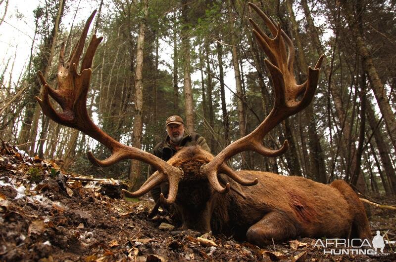 Hunting Red Stag France