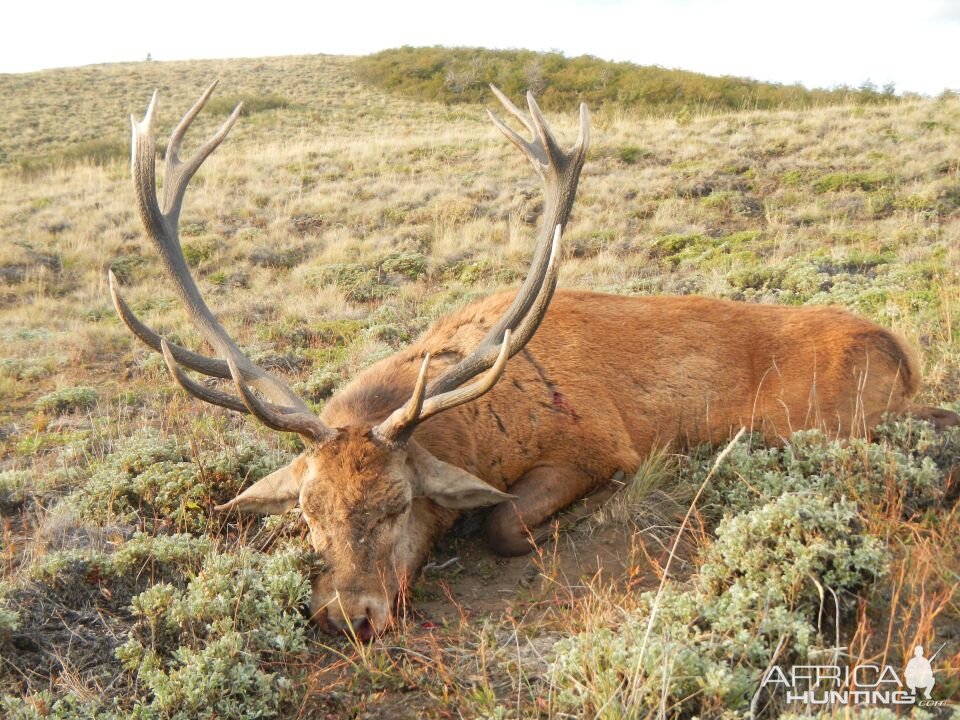 Hunting Red Stag in Argentina