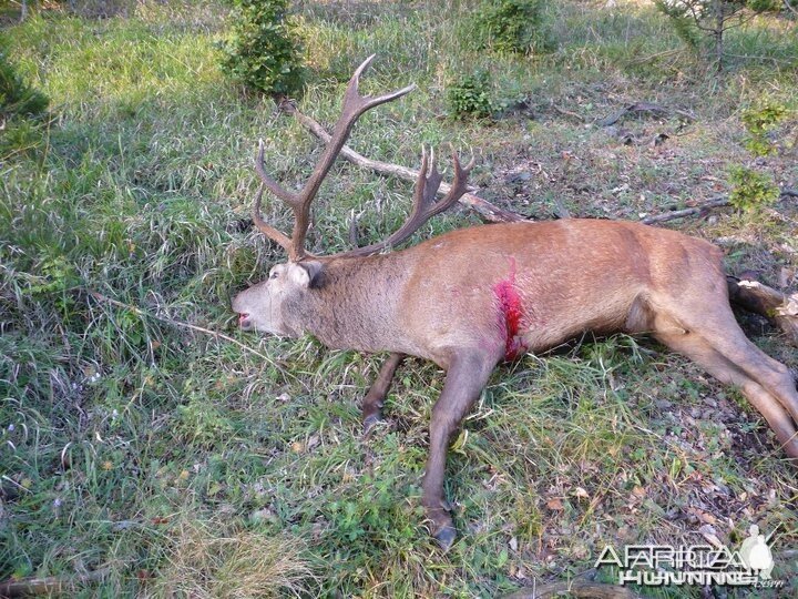 Hunting Red Stag in Bavaria