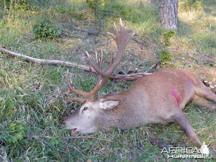 Hunting Red Stag in Bavaria