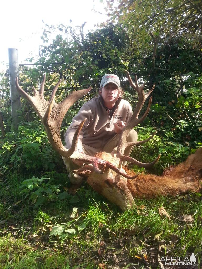 Hunting Red Stag in England