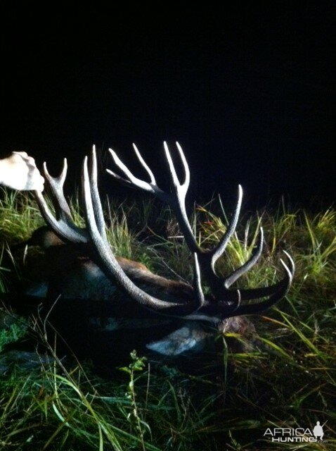 Hunting Red Stag in Romania