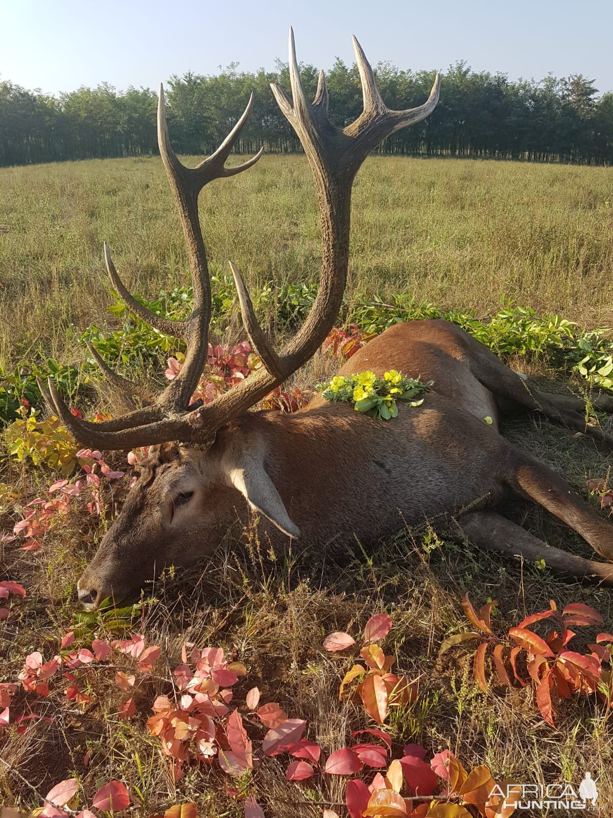 Hunting Red Stag in Romania