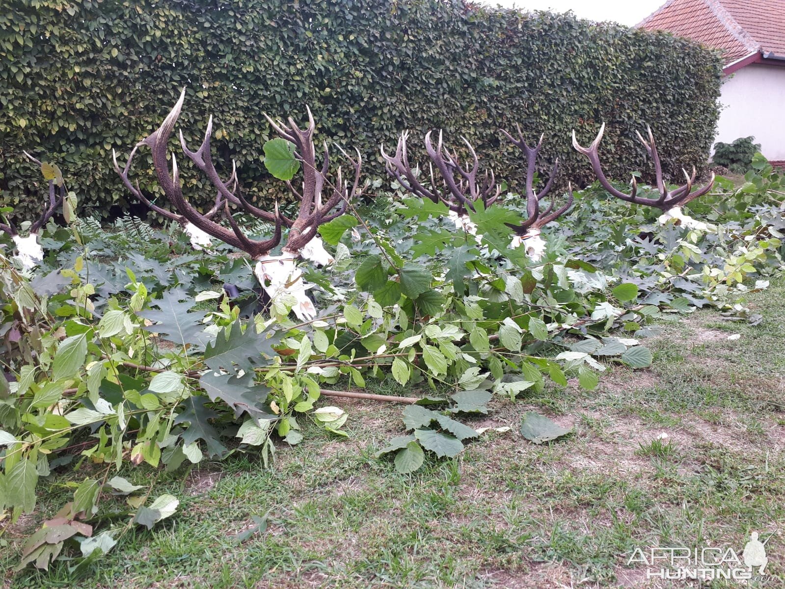 Hunting Red Stag in Romania