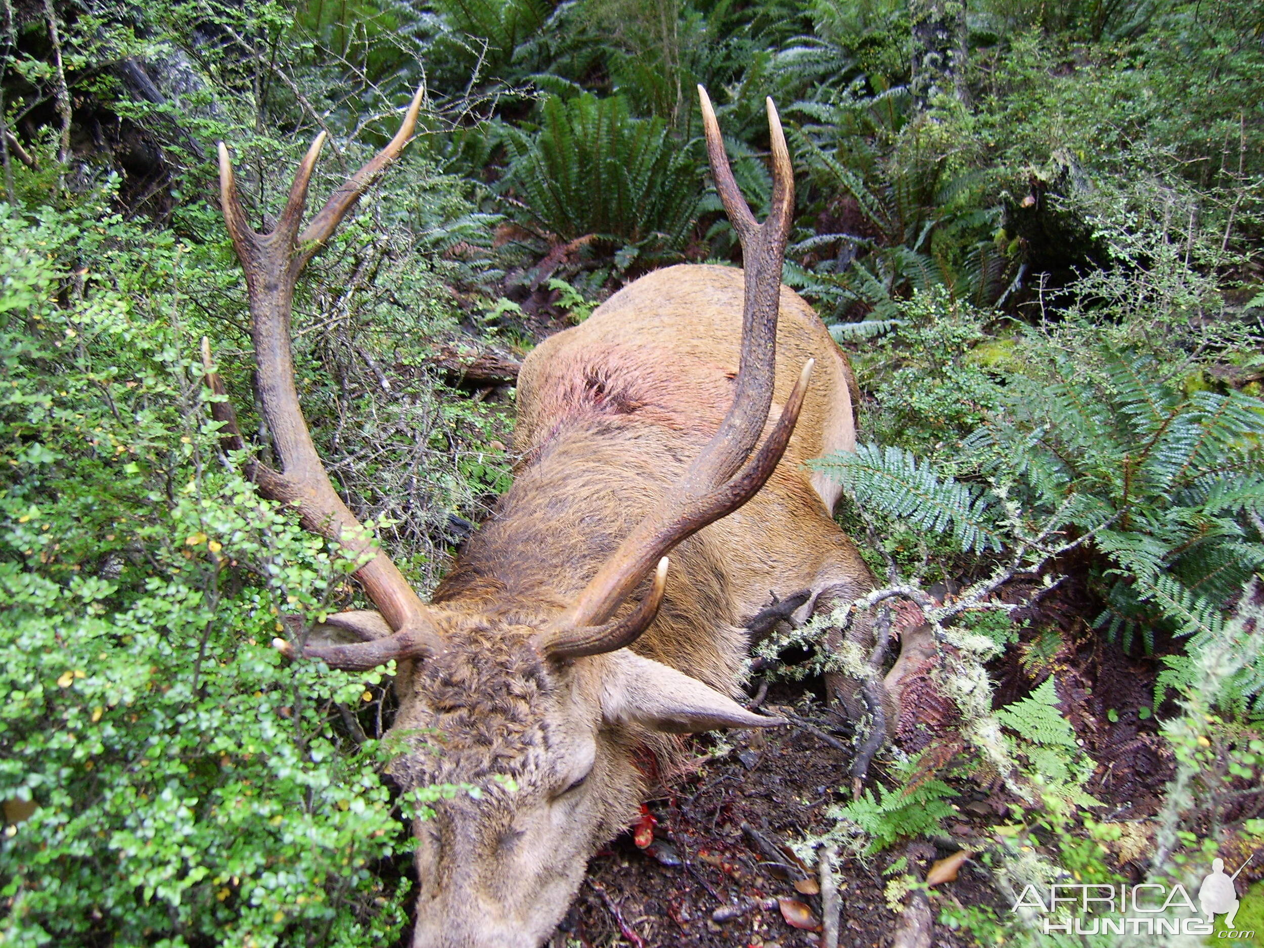 Hunting Red Stag New Zealand