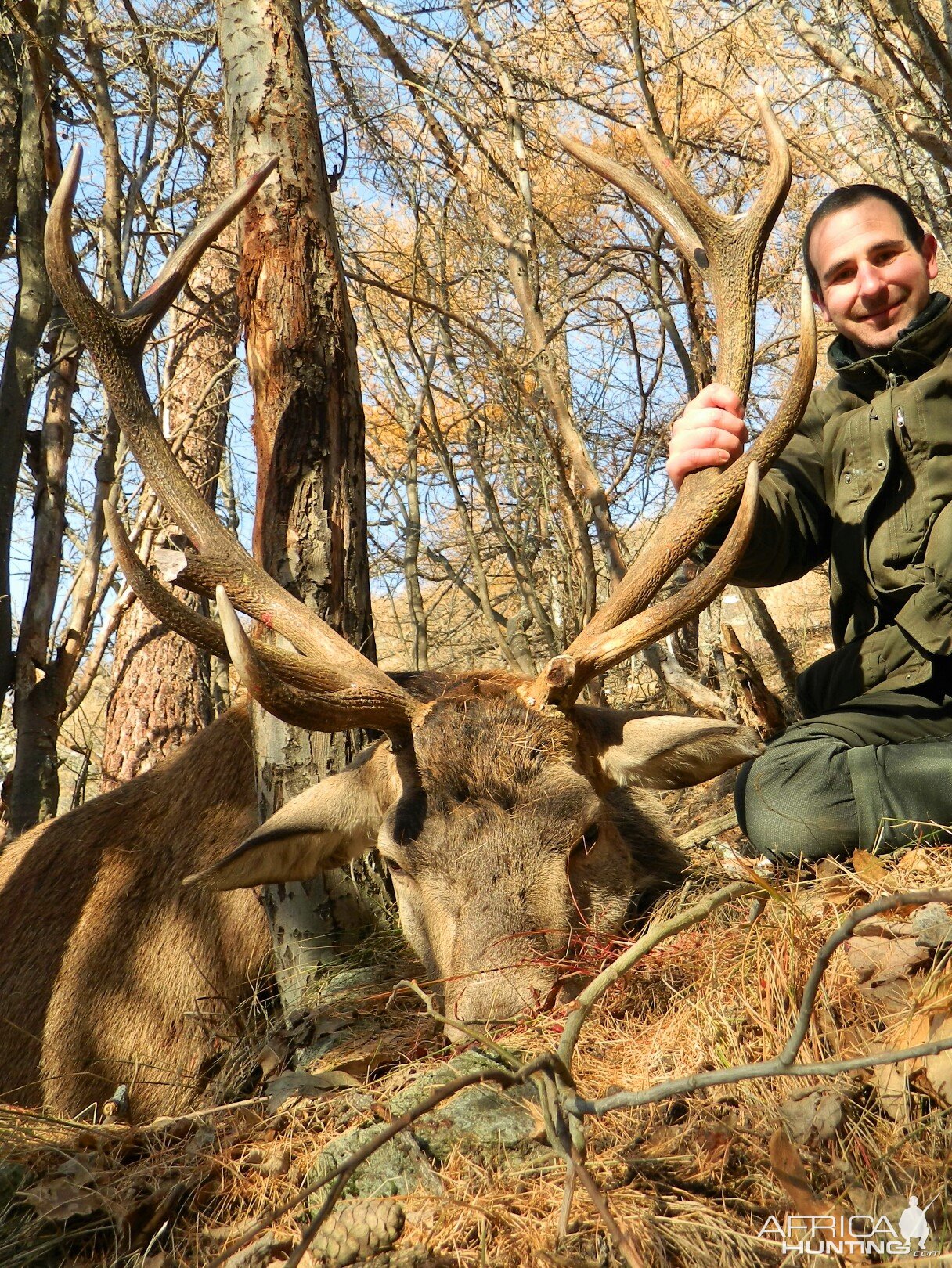 Hunting Red Stag On The Alps