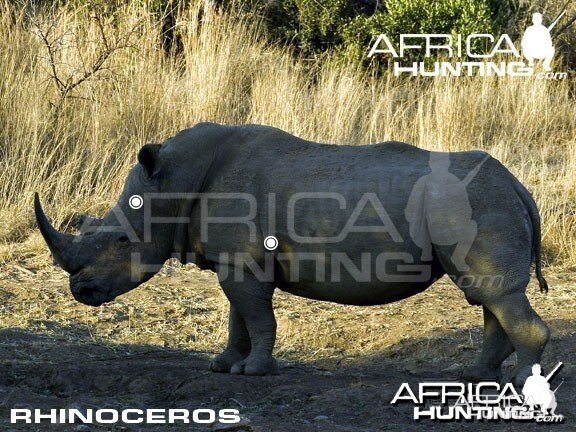 Hunting Rhinoceros Shot Placement