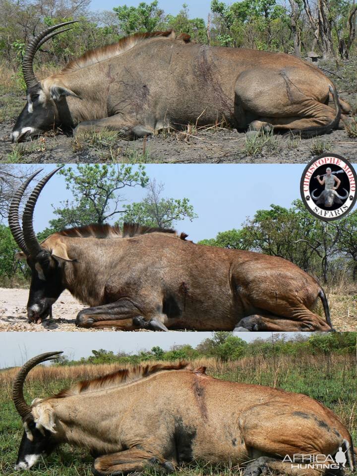 Hunting Roan Antelope