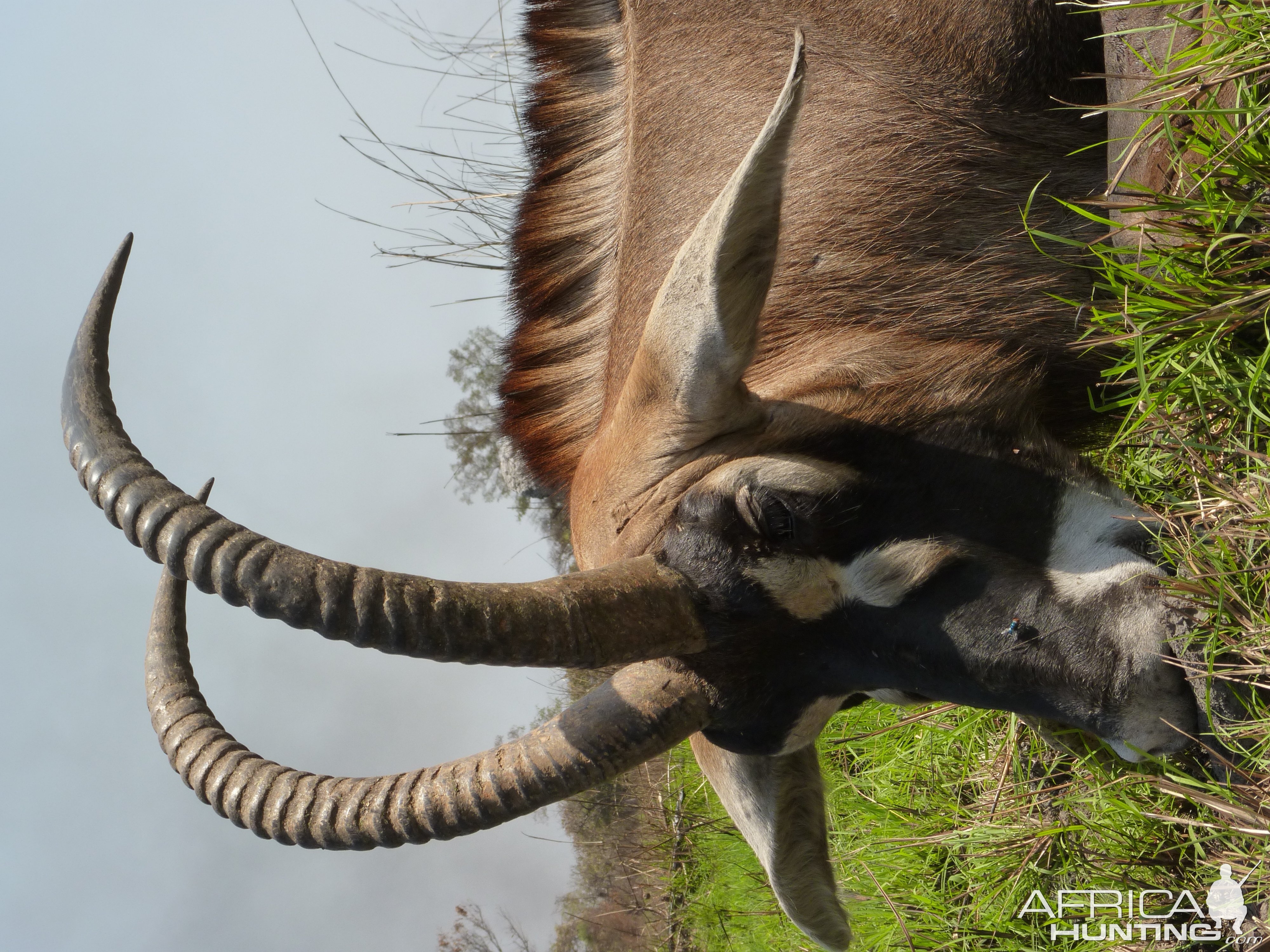 Hunting Roan in Central African Republic