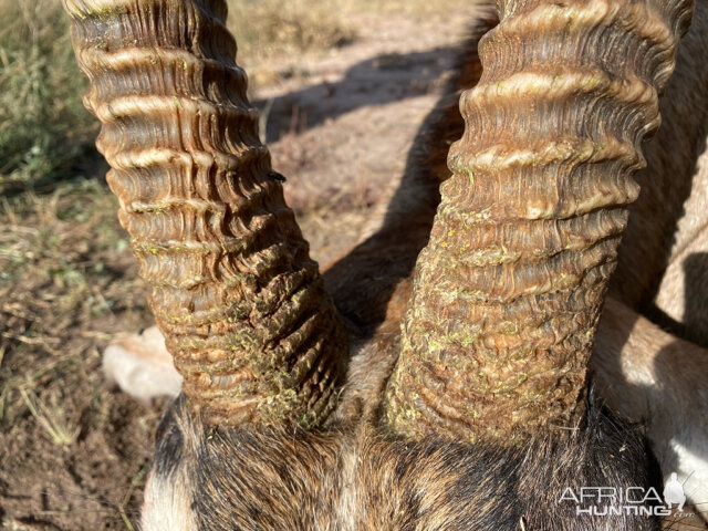 Hunting Roan in South Africa