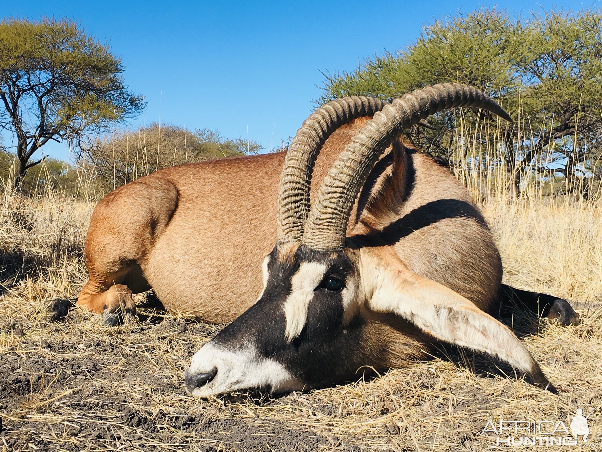 Hunting Roan in South Africa