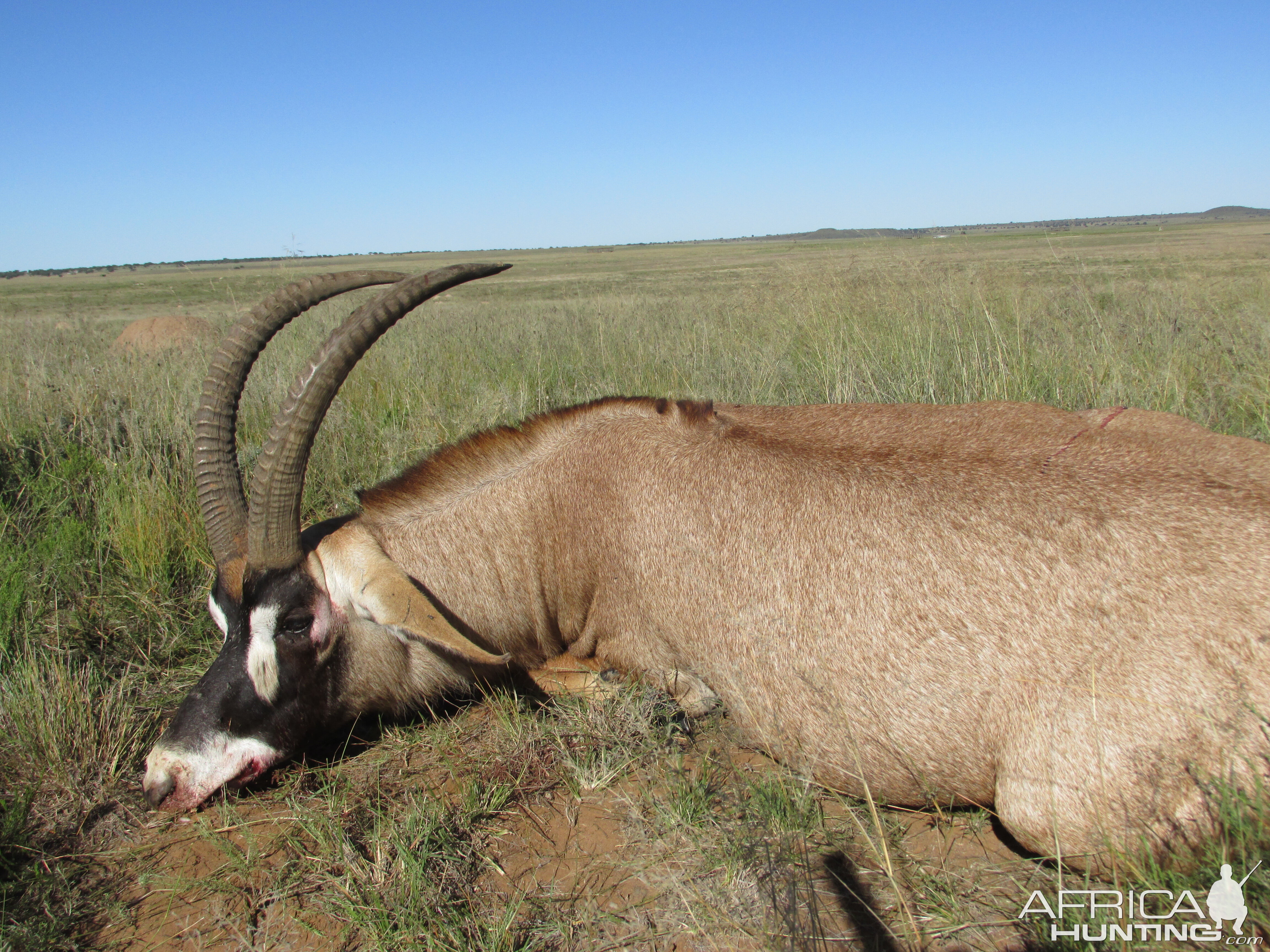 Hunting Roan in South Africa