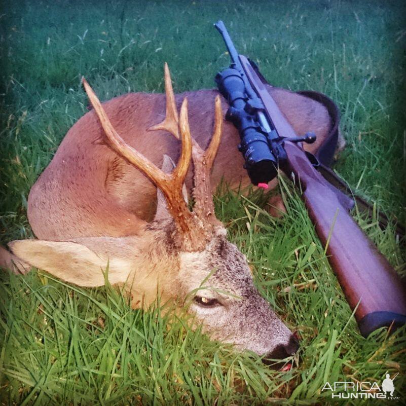 Hunting Roe Buck